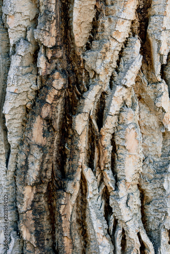 Rough tree bark texture