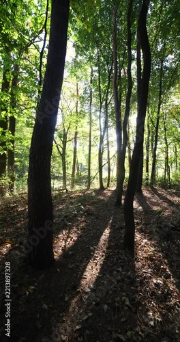 Wide angle shot of morning light in a forest