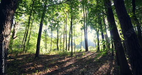 Wide angle shot of morning light in a forest