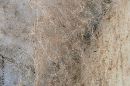 Fine dry grass texture