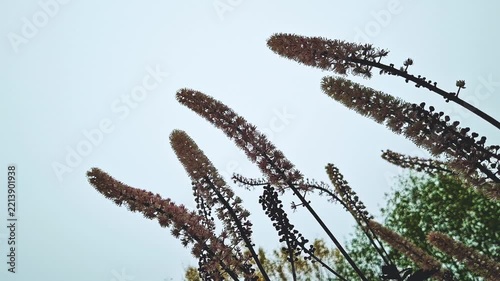 Flowers of Black cohosh (Cimicifuga racemosa)