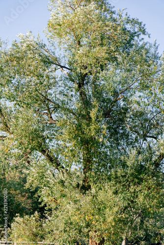 Green and yellow autumn tree foliage