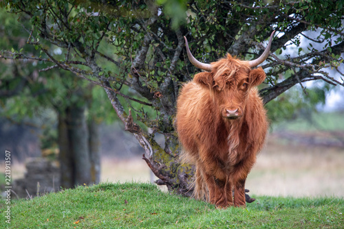 scottish highland cow on Coastal meadow in Estonia, Odensholm island
