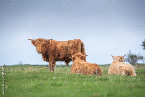 scottish highland cow on Coastal meadow in Estonia, Odensholm island
