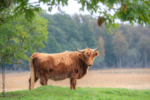 scottish highland cow on Coastal meadow in Estonia, Odensholm island
