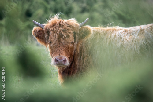 scottish highland cow on Coastal meadow in Estonia, Odensholm island
