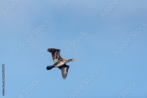 The great cormorant (Phalacrocorax carbo) in flight