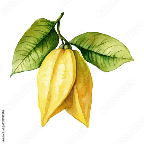 Starfruit, watercolor vector artwork, isolated on a white background.