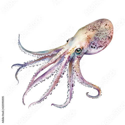 watercolor vector artwork of Squid, isolated on a white background.