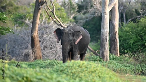 Srilankan elephant 