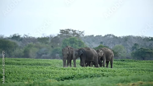 Srilankan elephant 