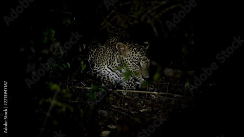 Srilankan leopard 