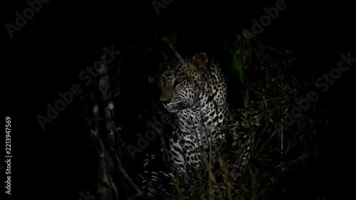 Srilankan leopard 