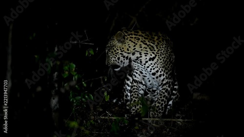 Srilankan leopard 