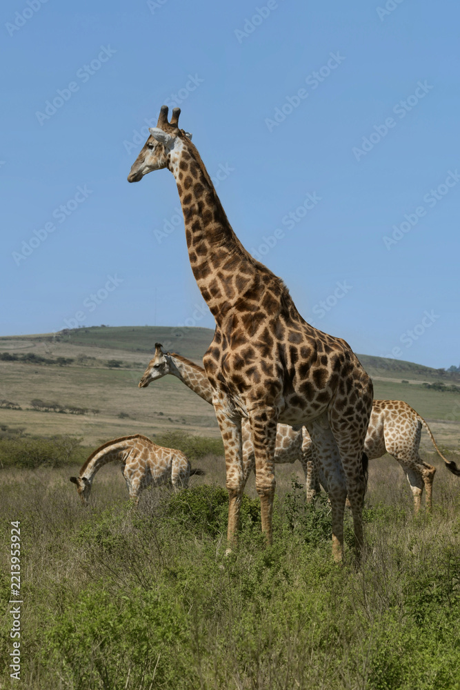 Fototapeta premium southern giraffe standing prominently with members of its herd foraging in tall grass against rolling hills