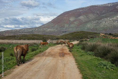Scenic rural road with grazing cows under cloudy sky in mountainous landscape