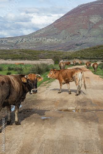 Curious cows on a dirt road in a serene rural landscape under cloudy sky