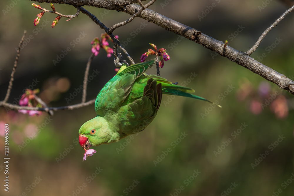 Obraz premium Vivid green rose-ringed parakeet holding a cherry blossom in its beak on a tree branch
