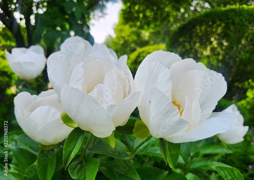 white  flowers  in the garden