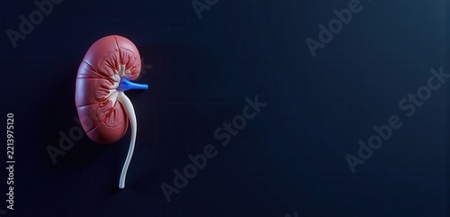 Kidney with a renal vein sits on navy with wide copy space. Concept of medical education, anatomy courses, nephrology clinics, health publications, and pharmaceutical presentations.