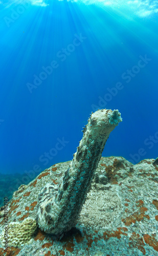 Scuba diving and underwater photo art. Closeup photo of a sea cucumber  standing at a coral reef.