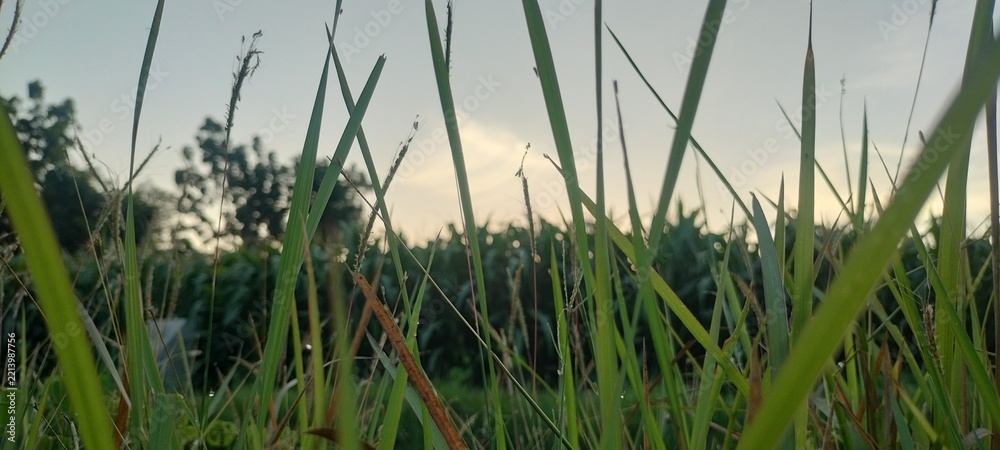 Obraz premium Beautiful morning landscape of a remote indonesian village with lush green grass, blue sky, and warm sunrise light at 5:30 AM