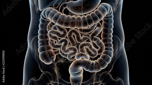 Anatomical illustration of human digestive system and intestines.