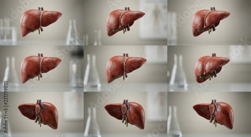 3D anatomical human liver models in laboratory research setting.