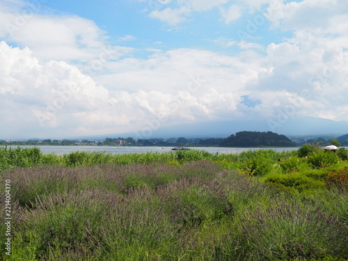 Scenic summer view of Lake Kawaguchi with lavender field and Mount Fuji at Oishi Park