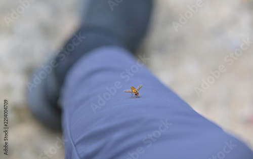 Close-up of a small hoverfly perched on blue trousers during an outdoor activity