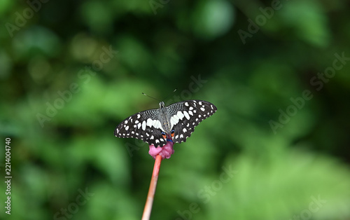 holding a stick with artificial nectar feeding a Lime Butterfly. Interactive nature education and butterfly garden activity concept.