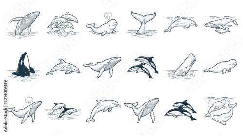 Set of sketch style whale and dolphin illustrations for ocean life.