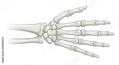 Human hand and wrist skeleton anatomy vector illustration isolated on white background