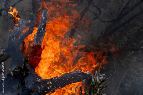 Back-burning, also known as prescribed burning or hazard reduction burning, is a fire management strategy