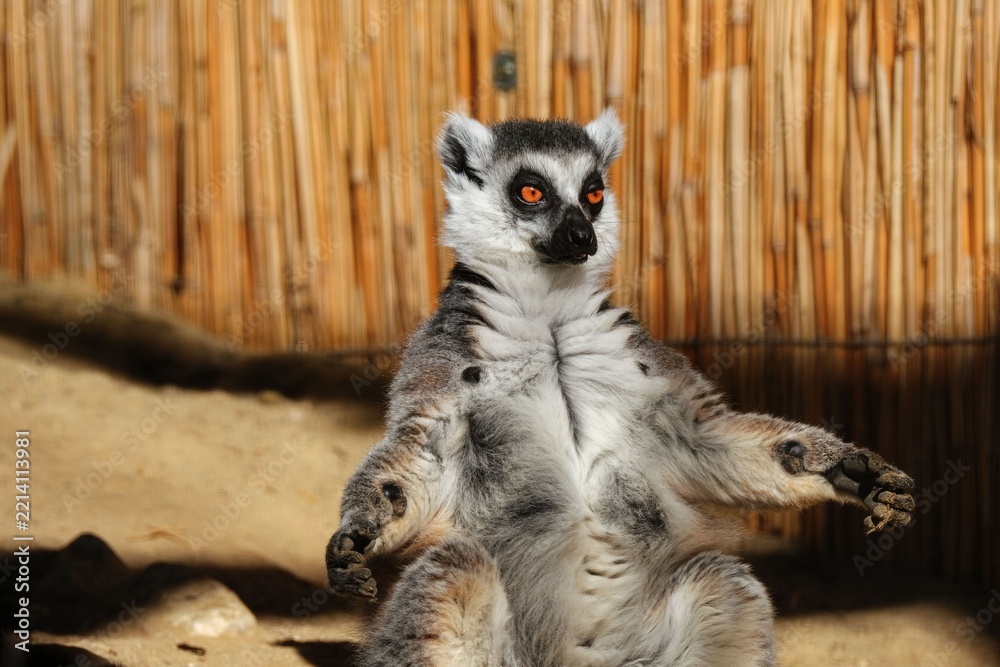 Fototapeta premium Ring-tailed lemur sitting in a sunlit enclosure with bamboo background