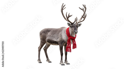 Christmas reindeer wearing a red scarf on a isolated transparent background png