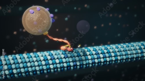 Kinesin Motor Protein Walking Along Microtubule Carrying Vesicle Seamless Loop