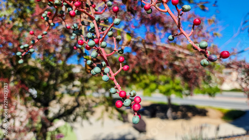 Close Up of Wild Red and Green Berries on Branch with Bokeh Background