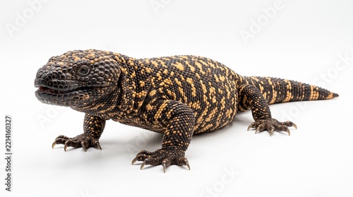Mexican beaded lizard perched on a neutral white background displaying its distinct beaded skin pattern.