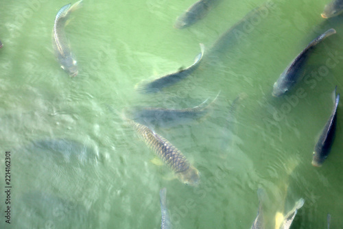 Tilapia fish swimming in green fresh water pond.