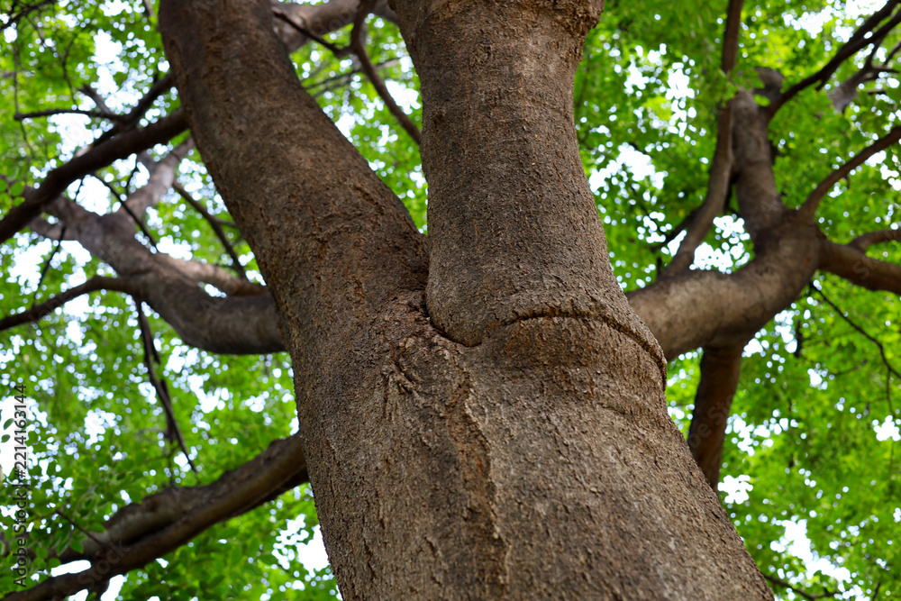 Obraz premium Looking up at tree trunk bark texture with green leaves