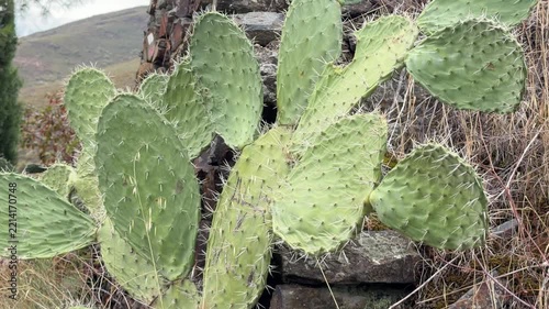 Patones prickly pear cactus growing by a stone wall in patones