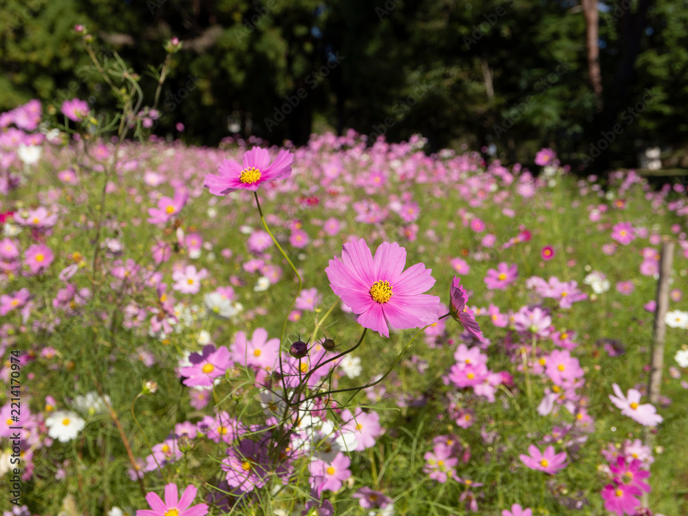 Obraz premium コスモスの花のクローズアップ