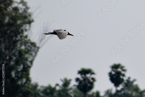 black headed gull