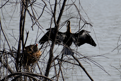 birds in the nest