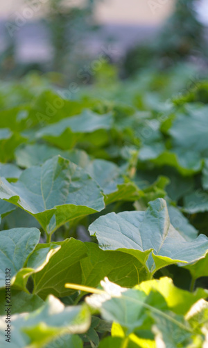 Lush green foliage of a melon plant in the field.
