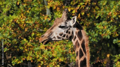A giraffe portrait in profile with autumn trees background.