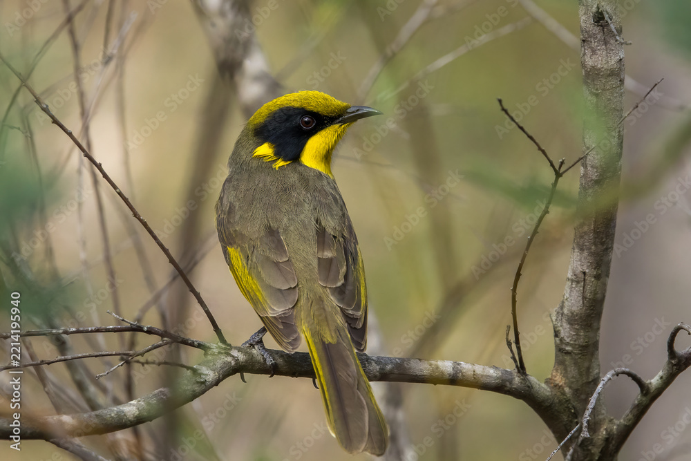 Fototapeta premium An Australian native bird the Yellow-tufted Honeyeater. The bird displays its distinctive bright yellow crown and throat tufts contrasting with its black facial markings and olive-brown plumage.