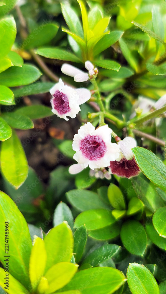 Obraz premium Hekusokazura Paederia foetida wild flowers blooming in green garden photo