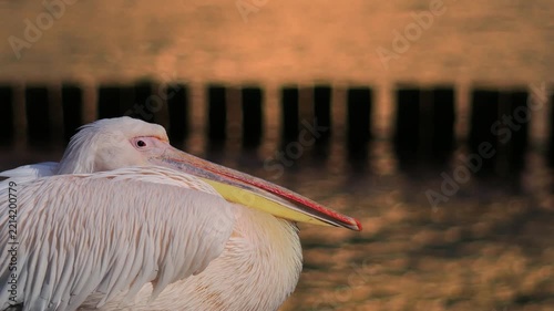 pink pelican portrait sitting by the water at sunset.
